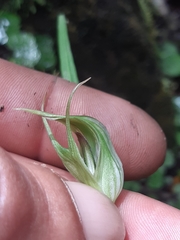 Pterostylis irwinii