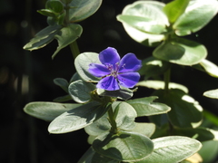 Pleroma heteromallum