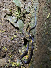 Enuliophis sclateri