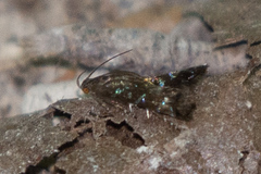 Strobisia proserpinella