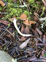 Cortinarius obtusus