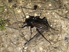 Carabus melancholicus