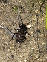 Carabus melancholicus