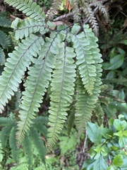 Adiantum hispidulum