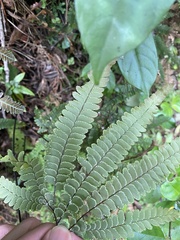 Adiantum hispidulum
