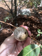 Amphibolips trizonata