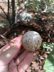 Amphibolips trizonata