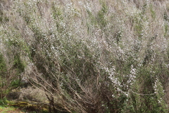 Leptospermum erubescens