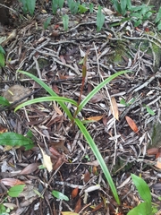 Pterostylis irwinii