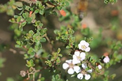 Leptospermum erubescens
