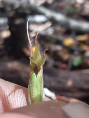 Pterostylis irwinii