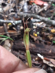 Pterostylis irwinii