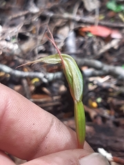 Pterostylis irwinii