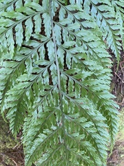 Asplenium × lucrosum