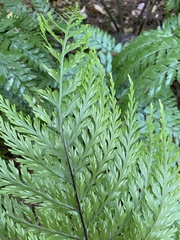 Asplenium × lucrosum