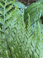 Asplenium × lucrosum