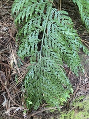 Asplenium × lucrosum