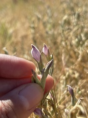 Chloropyron tecopense