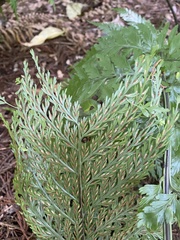 Asplenium × lucrosum