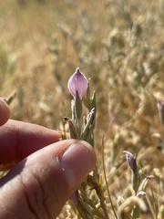 Chloropyron tecopense