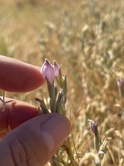 Chloropyron tecopense