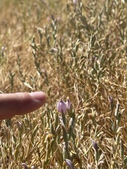 Chloropyron tecopense