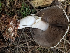 Pseudochitonia