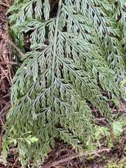 Asplenium × lucrosum