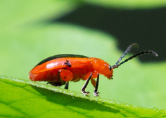 Disonycha discoidea