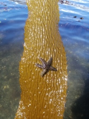Anasterias antarctica