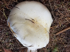 Pseudochitonia