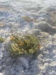 Nitrophila mohavensis