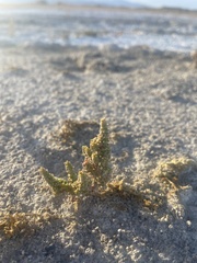 Nitrophila mohavensis
