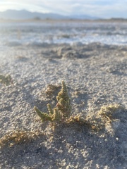 Nitrophila mohavensis
