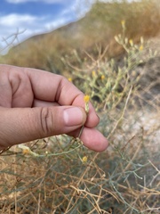 Leucosyris carnosa