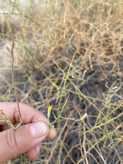 Leucosyris carnosa