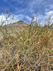 Leucosyris carnosa