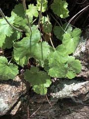 Heuchera sanguinea