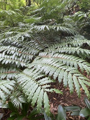 Ptisana salicina