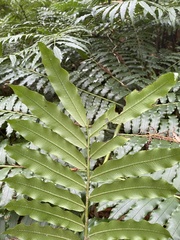 Ptisana salicina