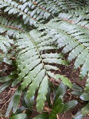Ptisana salicina