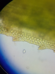 Polytrichum longisetum