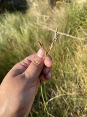 Fimbristylis thermalis