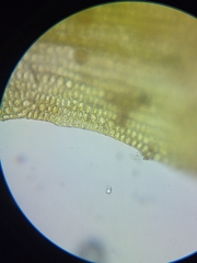 Polytrichum longisetum