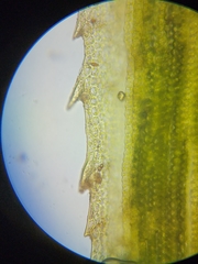 Polytrichum longisetum