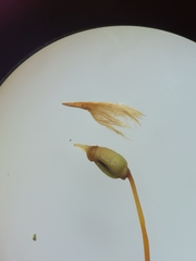 Polytrichum longisetum