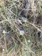 Almutaster pauciflorus