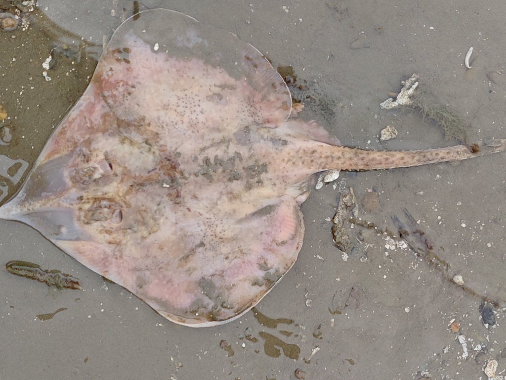 Equatorial skate (Raja equatorialis) — Rajidae