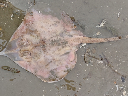 Equatorial skate (Raja equatorialis) — Rajidae
