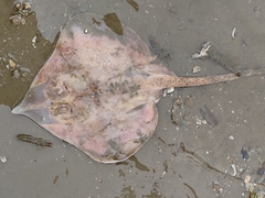 Rostroraja equatorialis